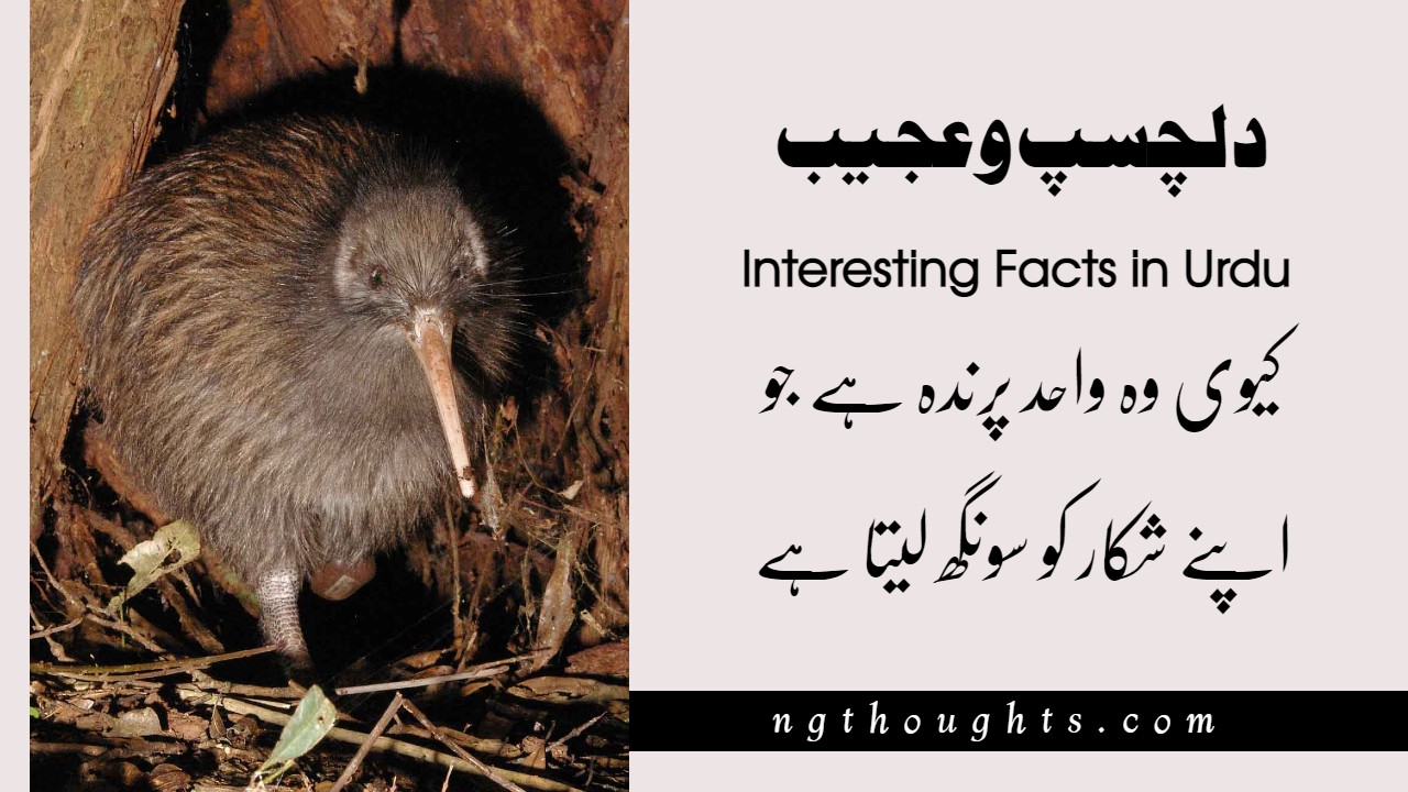 Weird and Interesting Facts in Urdu