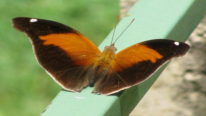 Butterflies El Salvador