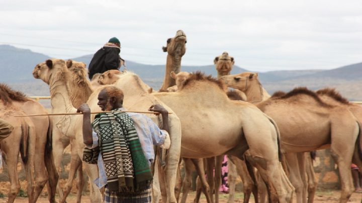 Camels Somalia
