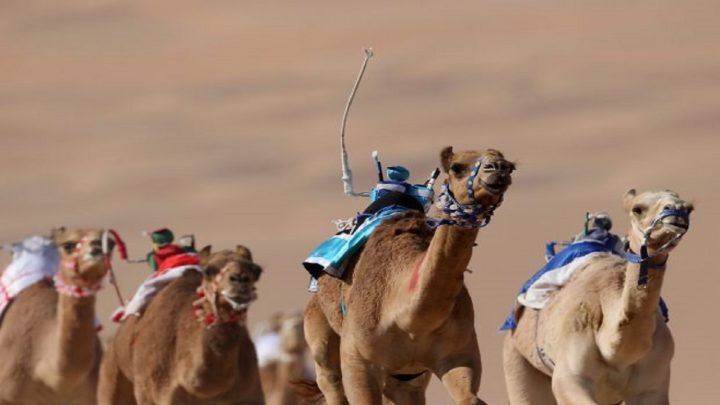 Robot camel racing