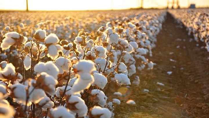 Uzbekistan Cotton