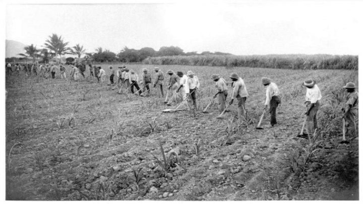 blackbirding in solomon islands