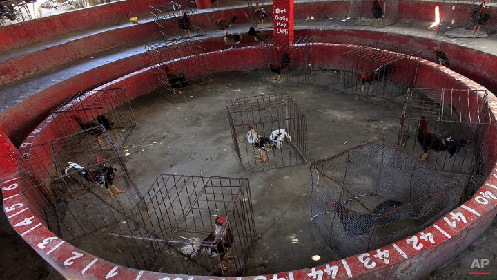 cockfighting haiti