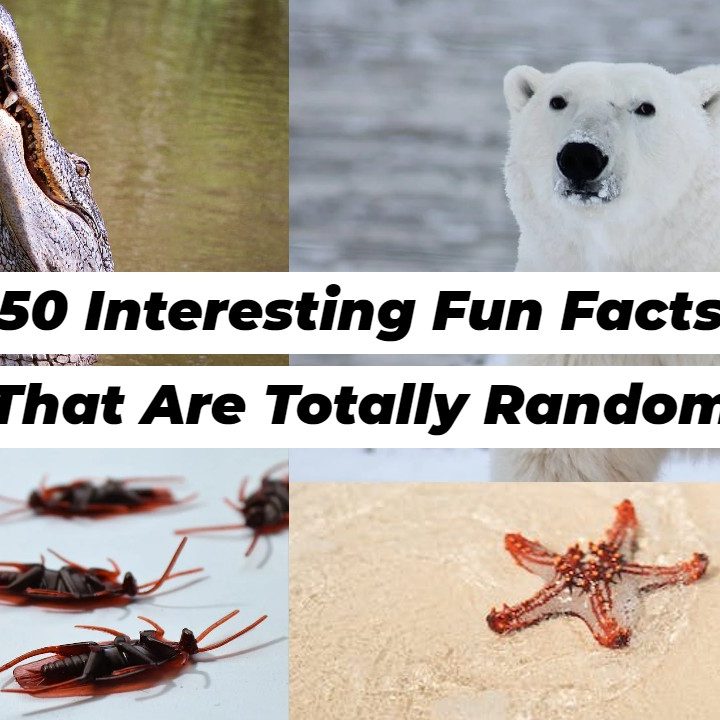 50 Interesting Fun Facts That Are Totally Random