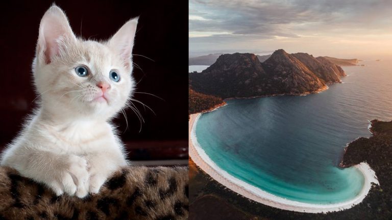 Did You Know Facts: 50 Interesting Facts Collection