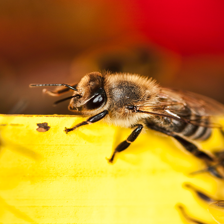 Home Remedies For Insect Bite - Bee Sting