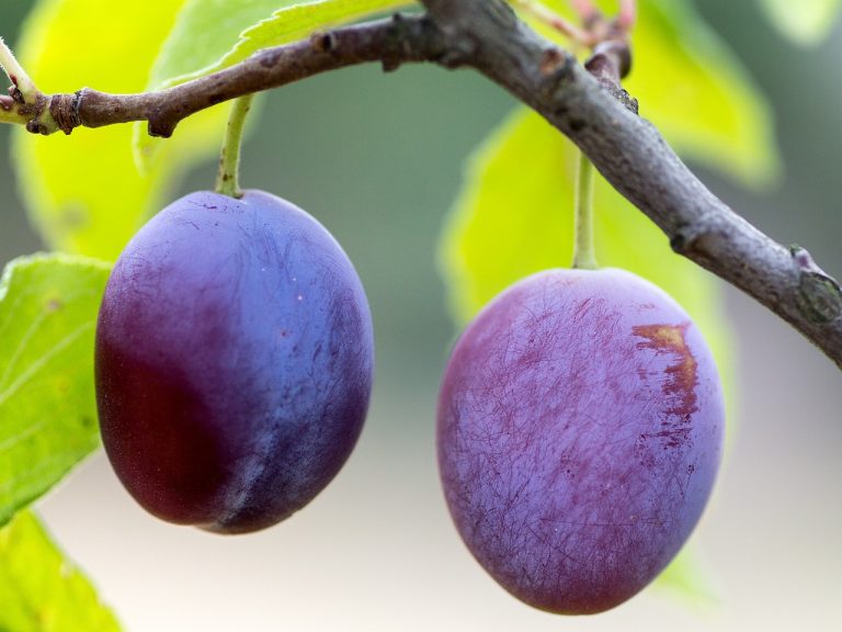 Amazing Health Benefits of Plums