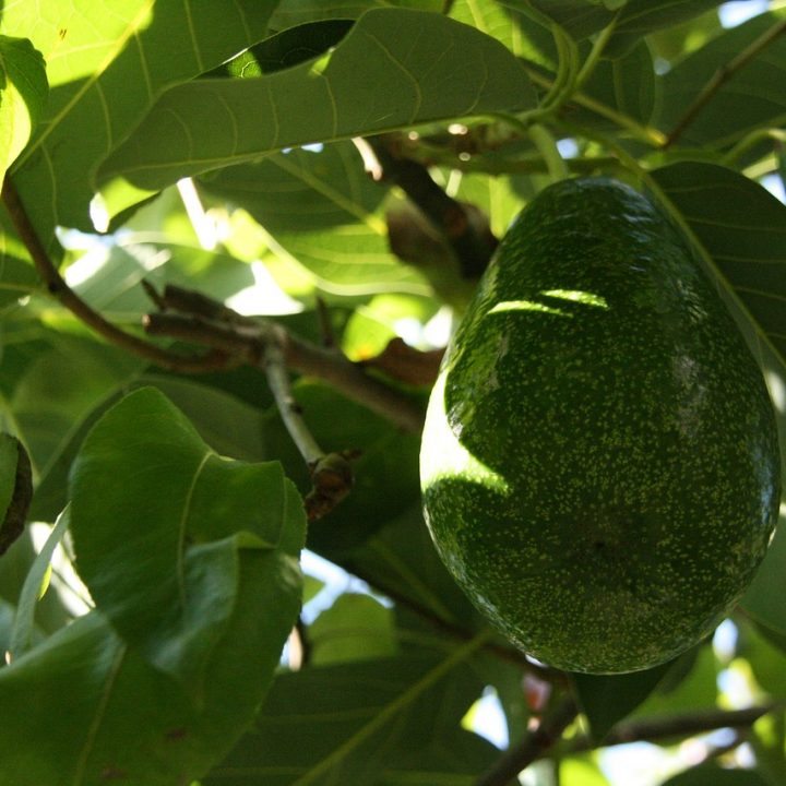 Best Health Benefits of Avocados