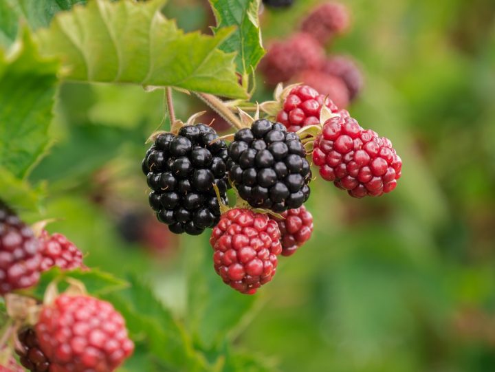 Best Health Benefits of Blackberries