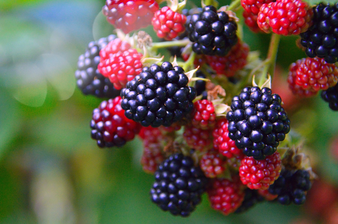 Best Health Benefits of Blackberries NG Thoughts