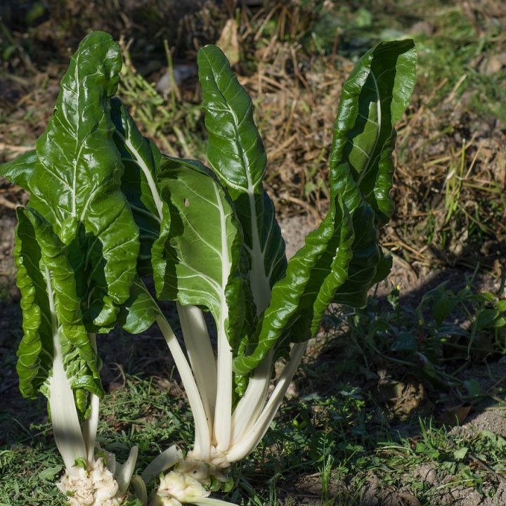 Best Health Benefits of Chard