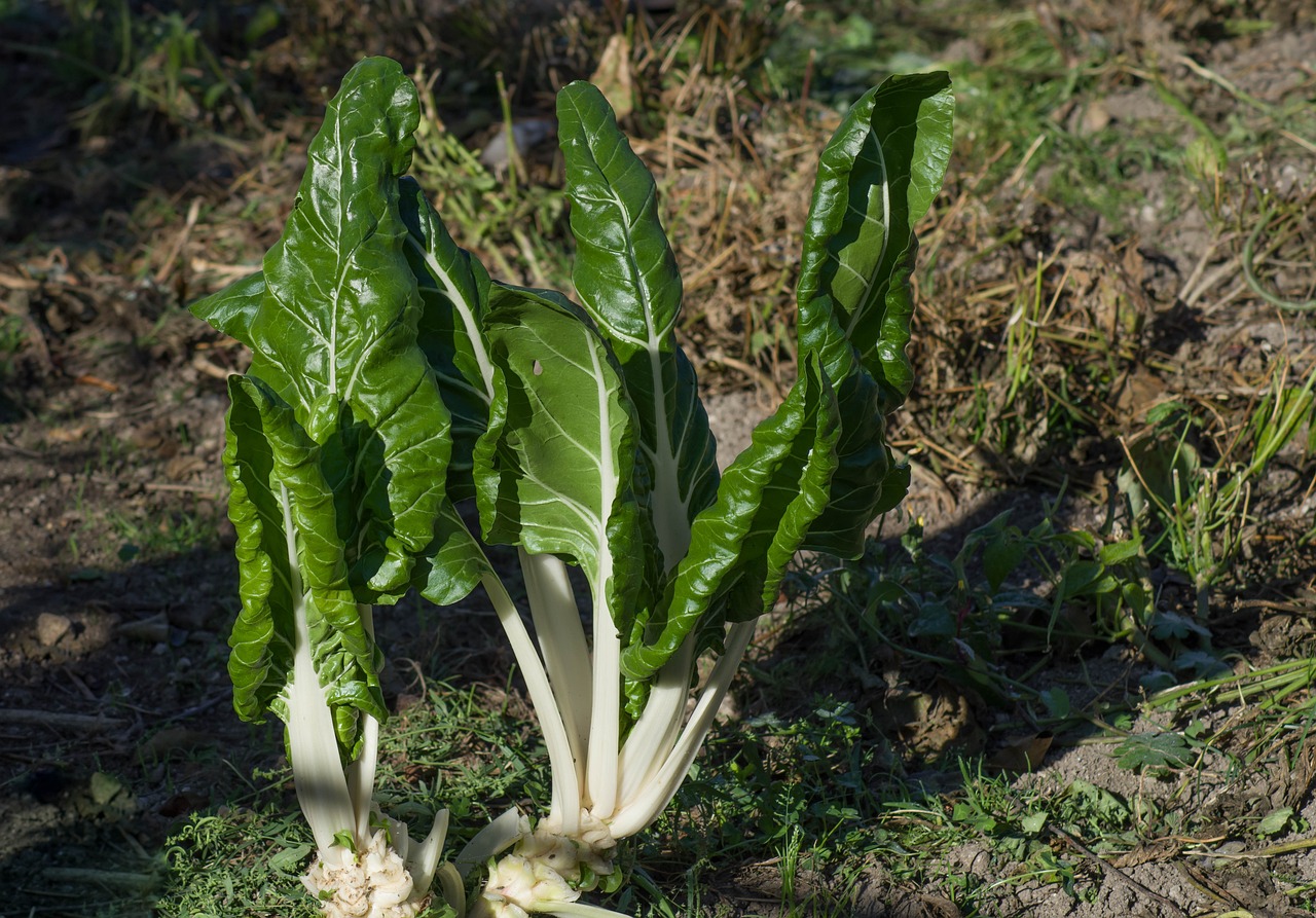 Best Health Benefits of Chard