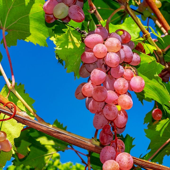 Best Health Benefits of Grapes