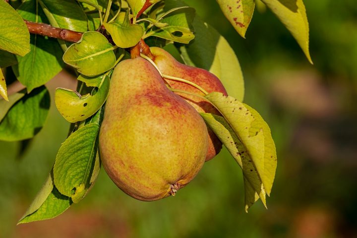Best Health Benefits of Pears