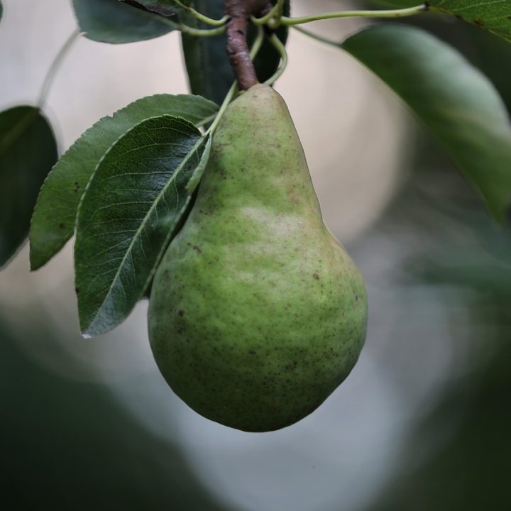 Best Health Benefits of Pears