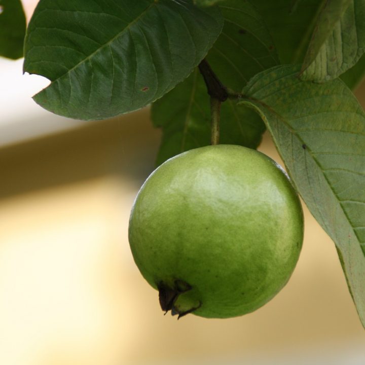 Most Impressive Health Benefits of Guava