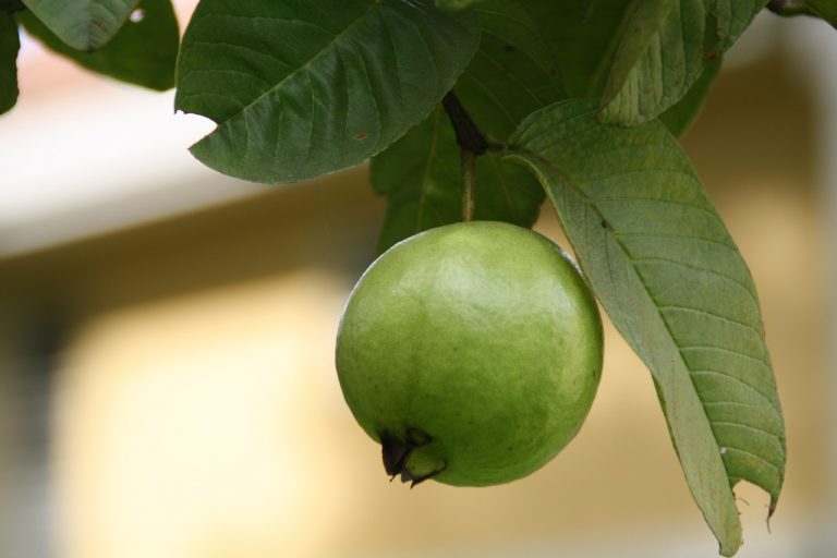 Most Impressive Health Benefits of Guava