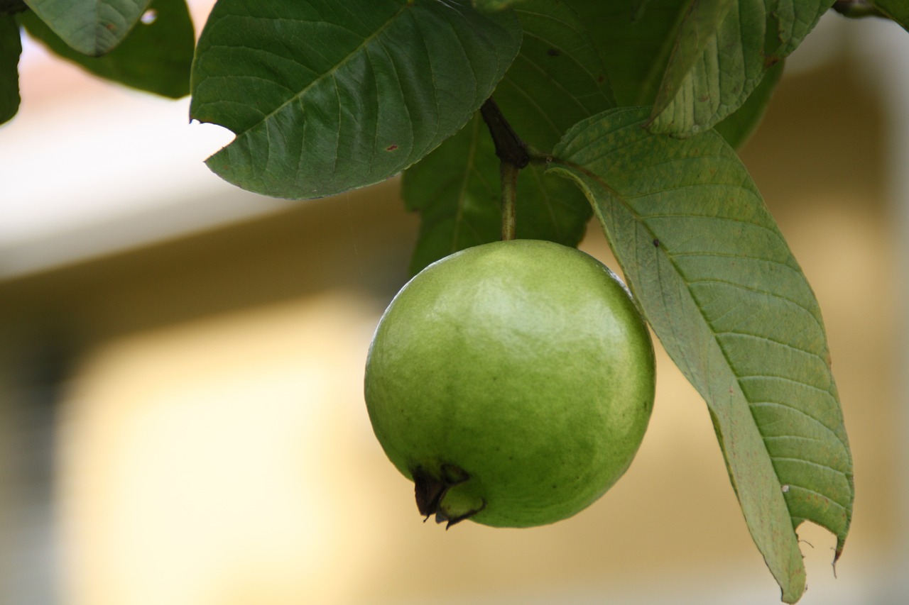 Most Impressive Health Benefits of Guava