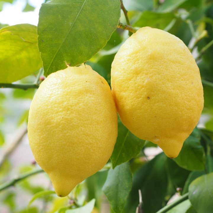 Most Impressive Health Benefits of Lemons