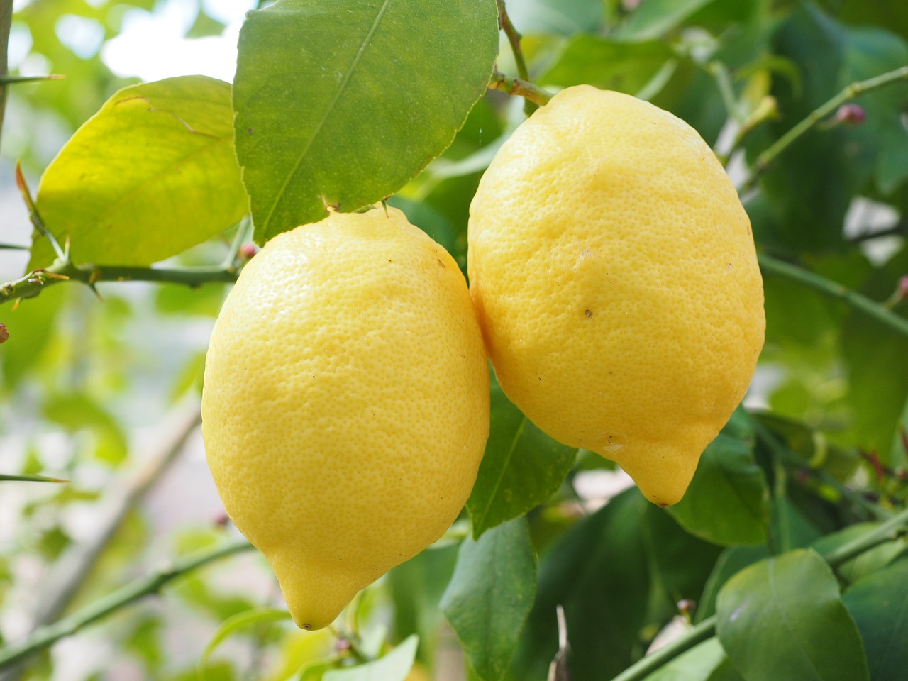Most Impressive Health Benefits of Lemons