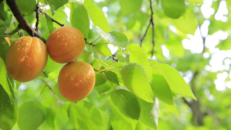 Top Health Benefits of Apricots