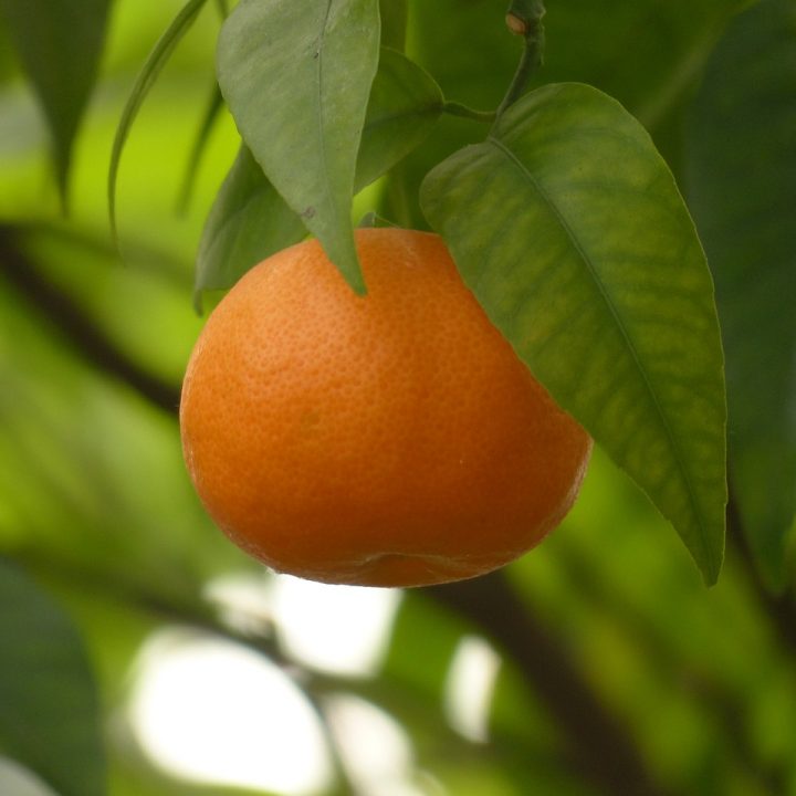 Top Health Benefits of Clementines