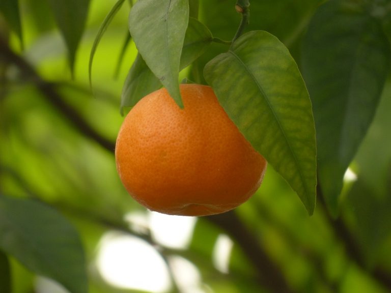 Top Health Benefits of Clementines