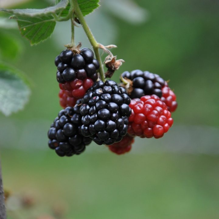 Top Health Benefits of Mulberry