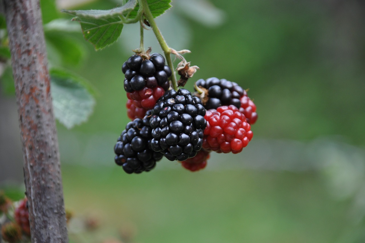 Top Health Benefits of Mulberry