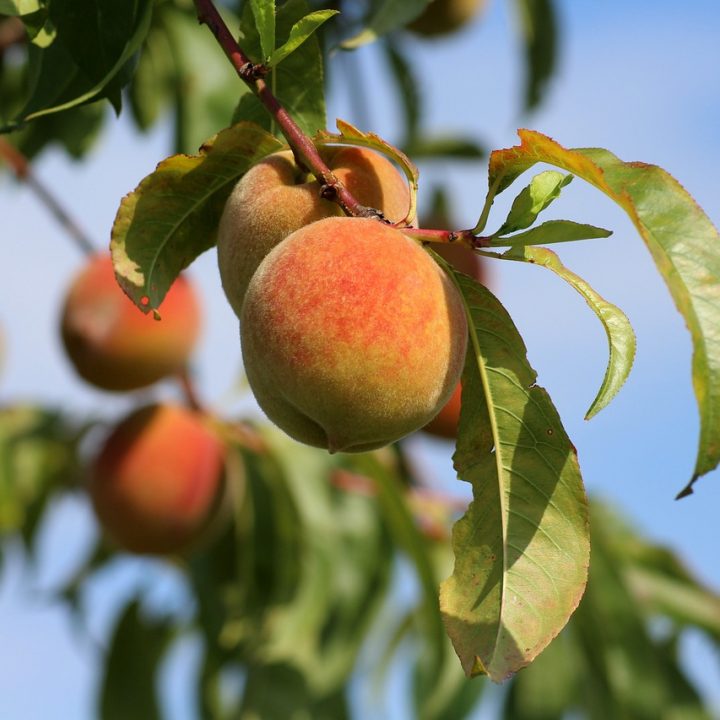 Top Health Benefits of Peaches