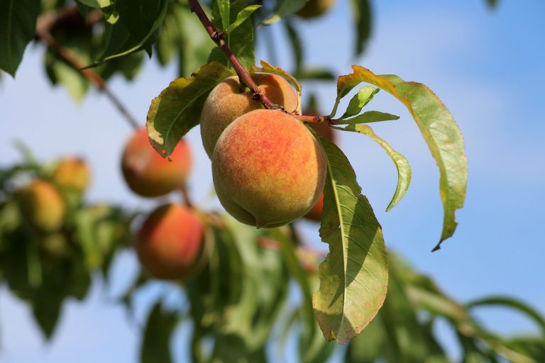 Top Health Benefits of Peaches