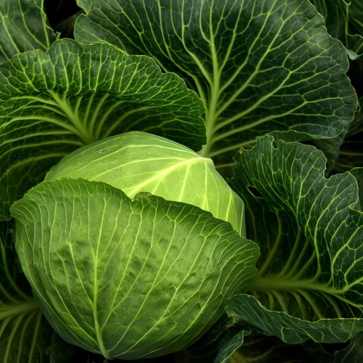 Impressive Health Benefits of Cabbage