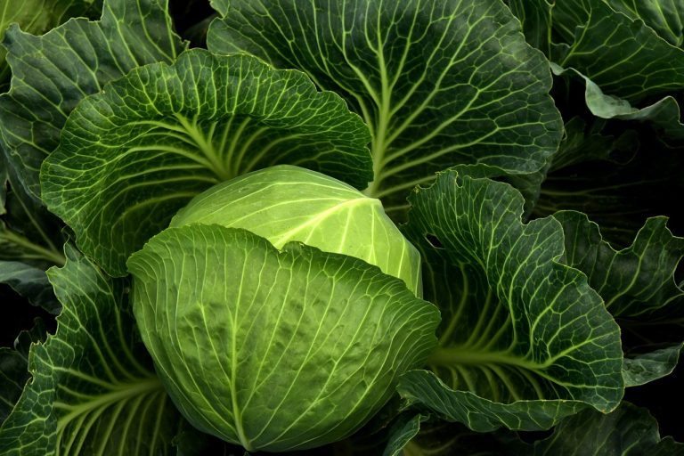 Impressive Health Benefits of Cabbage