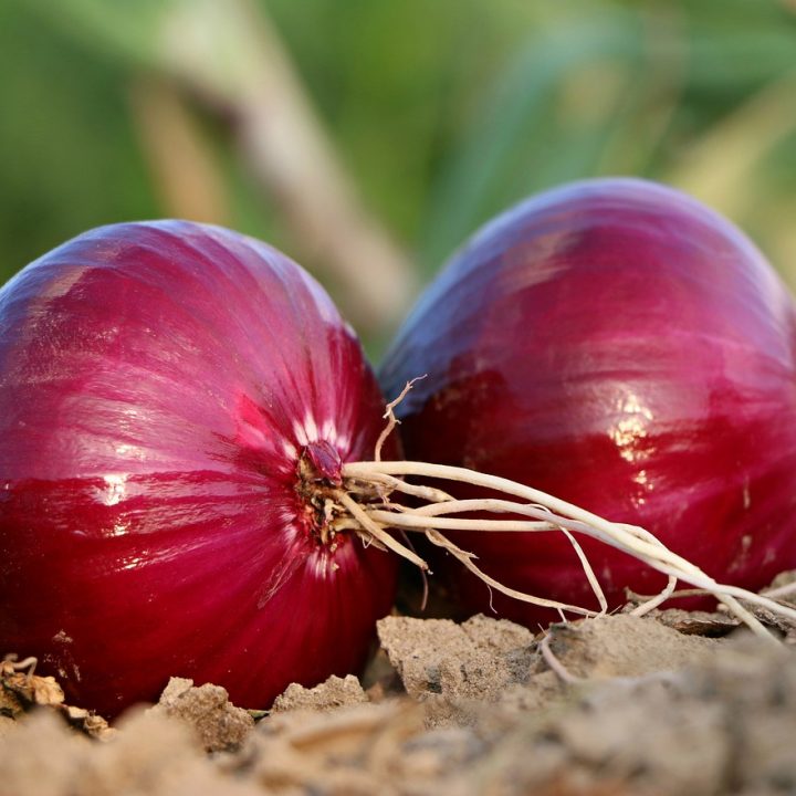 Top Health Benefits of Onions