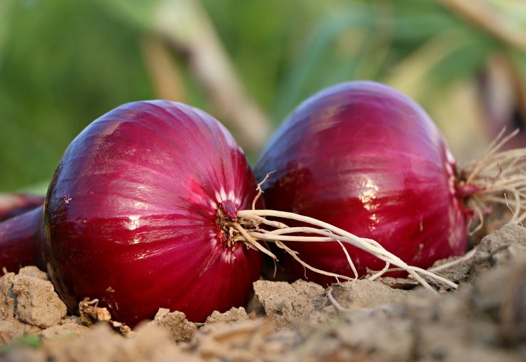 Top Health Benefits of Onions